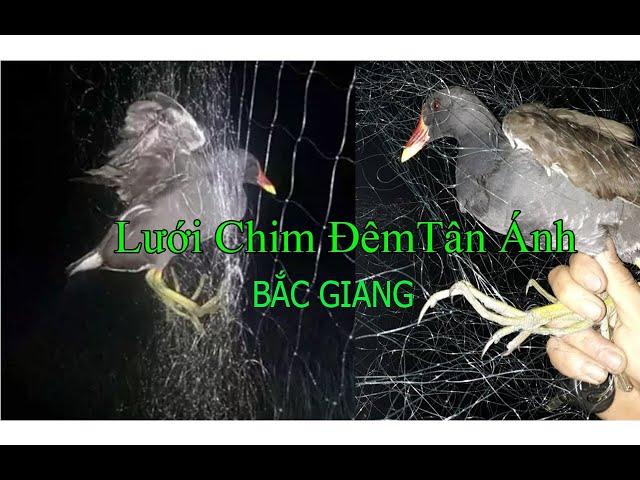 Shop Tân Ánh Bắc Giang Lưới Bẫy Chim Đêm Các Loại