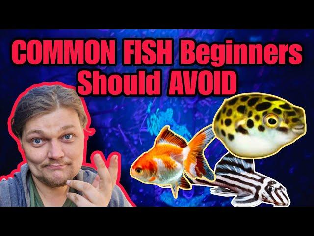 New Fishkeepers Should NEVER Buy These 10 Common Aquarium Species. Fish Beginners Should Avoid!