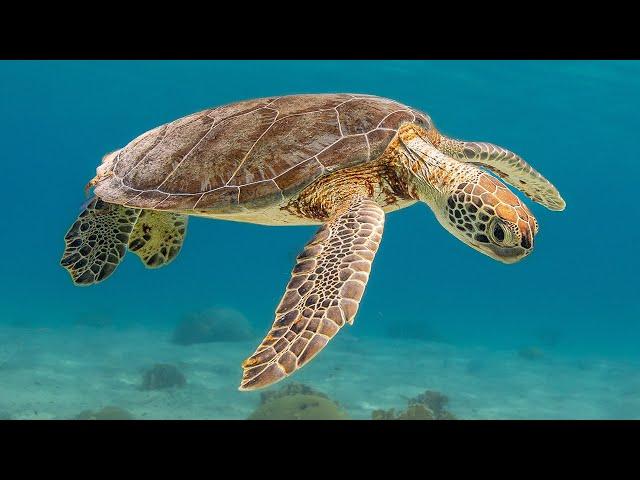 Unbelievable! Watch Turtles Feast on Bonaire