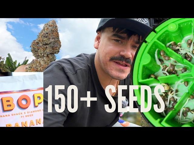 Germinating 150 Beans + Building the Dream Grow