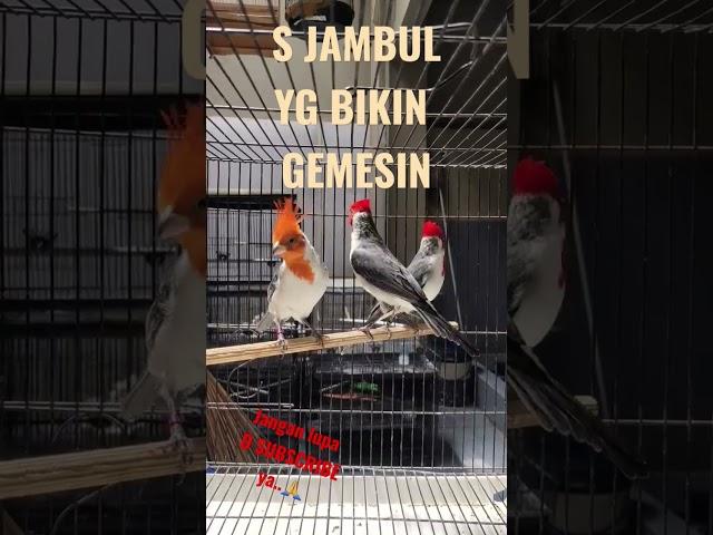 burung jambul #shortvideo #shorts #kicau #kicaumania #birds #bird #birdlovers #omkicau #reel #reels