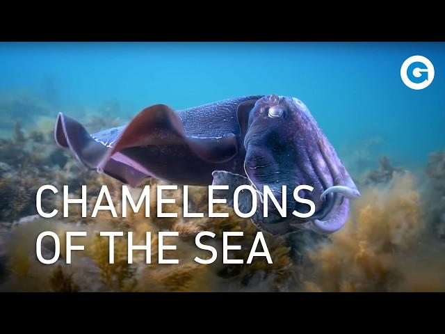 Deep in the World of Cephalopods: Deadly Octopuses, Squid and Cuttlefish | Wildlife Documentary