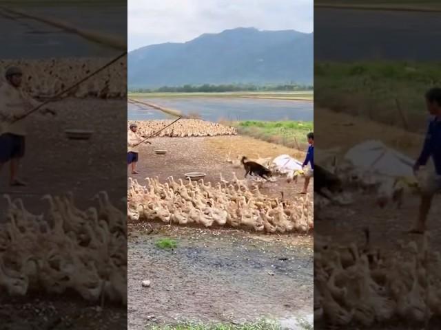 OMG 🫨 Dog herding ducks #farmlifetv #shorts