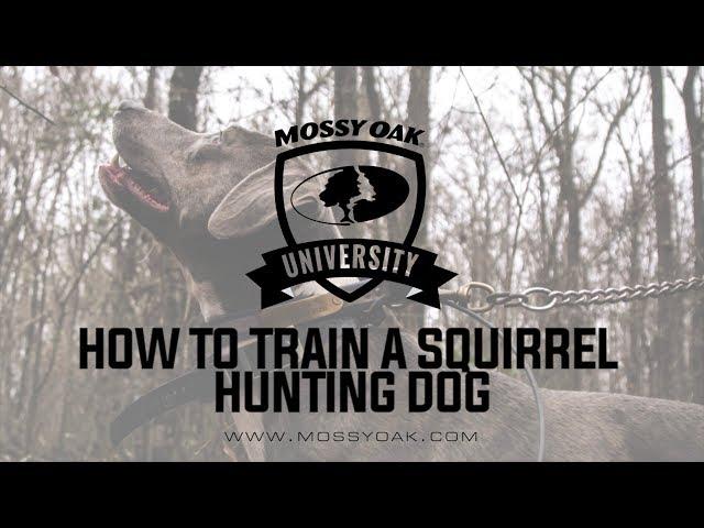 How to Train a Squirrel Hunting Dog