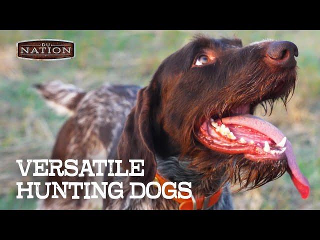 Training a Versatile Hunting Dog | DU NATION