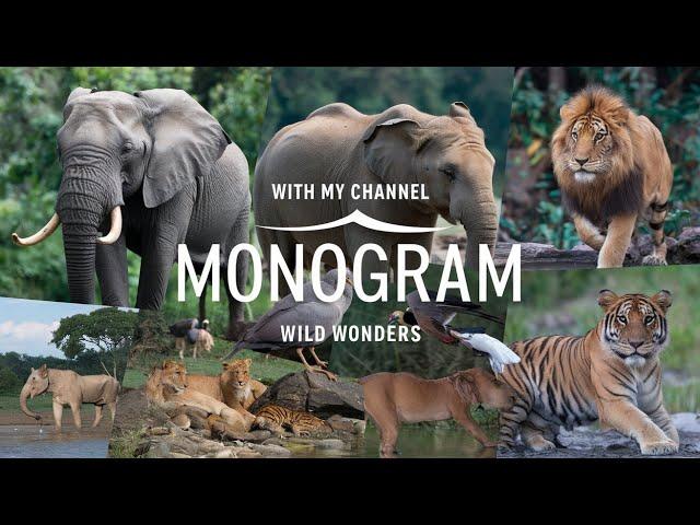 "Wild Wonders: Exploring the Majestic Animals and Conservation Efforts Around the World"