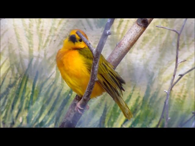 Weaver