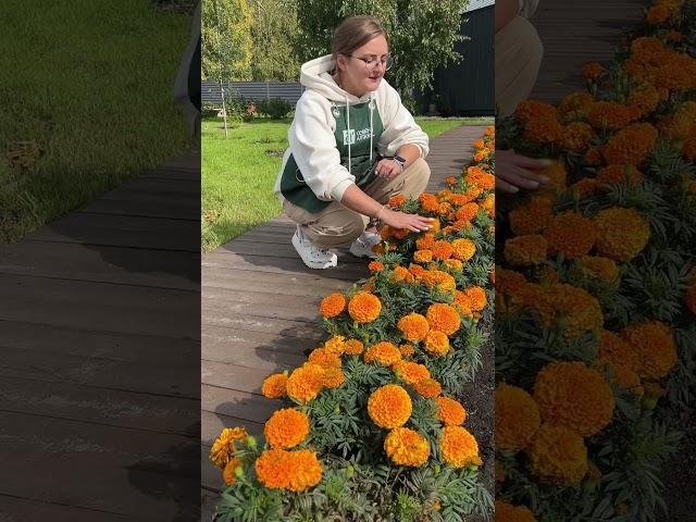 Бархатцы Антигуа 