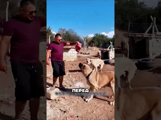 Дагестанские овчарки ПОРВАЛИ волка🫢