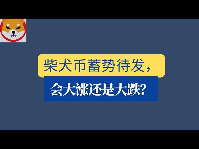 shib币 | 柴犬币 | 屎币、2月1日最新行情分析！柴犬币蓄势待发，会大涨还是大跌？