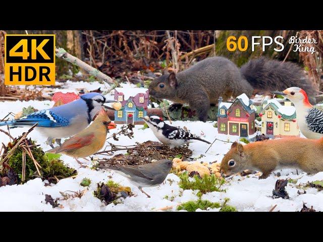 Christmas Cat TV  Joyful Winter with Birds and Squirrels  4K HDR 60FPS