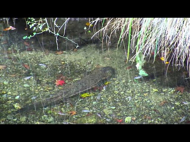 The Center for Conservation & Research at San Antonio Zoo works to save the Japanese giant salam...