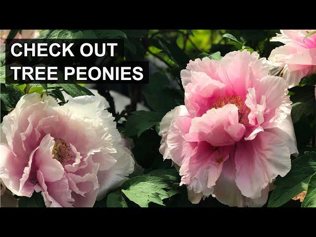 Love Peonies? Why You Should Consider Tree Peonies! 