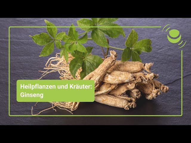 Ginseng – Alles, was du über seine Wirkung wissen solltest.