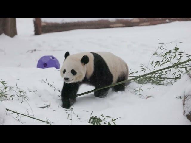 Jan. 6, 2025: Giant Pandas Bao Li and Qing Bao Play In The Snow