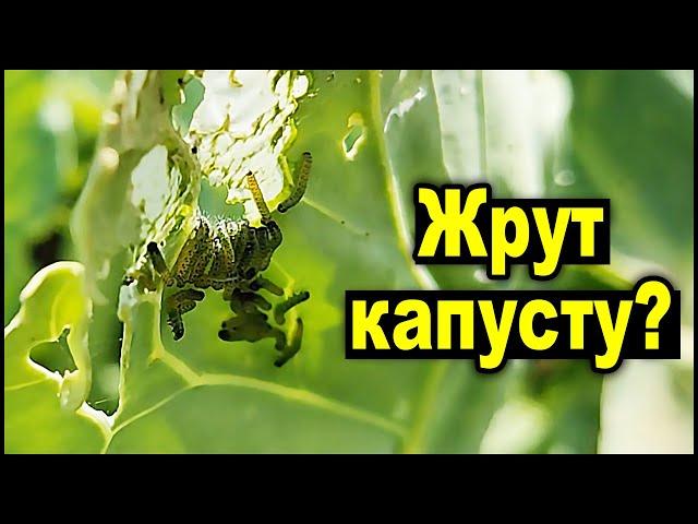 Вредителей капусты победить легко!