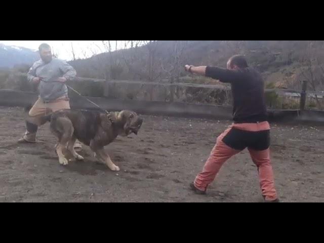 Mastín Español en guarda y defensa ( Mastines de Tsciana)