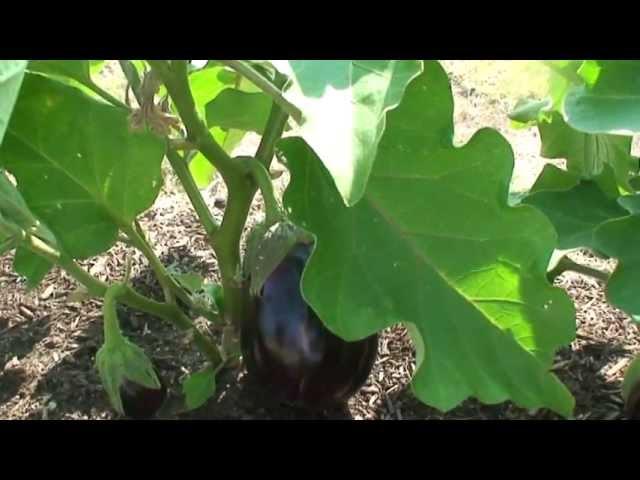 Eggplant--Black Beauty_Update 1