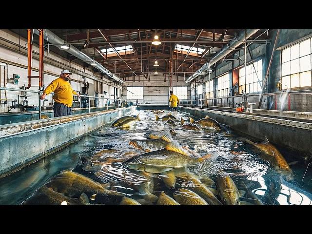 How Fish Farmers Raise Billions of Carp Every Year
