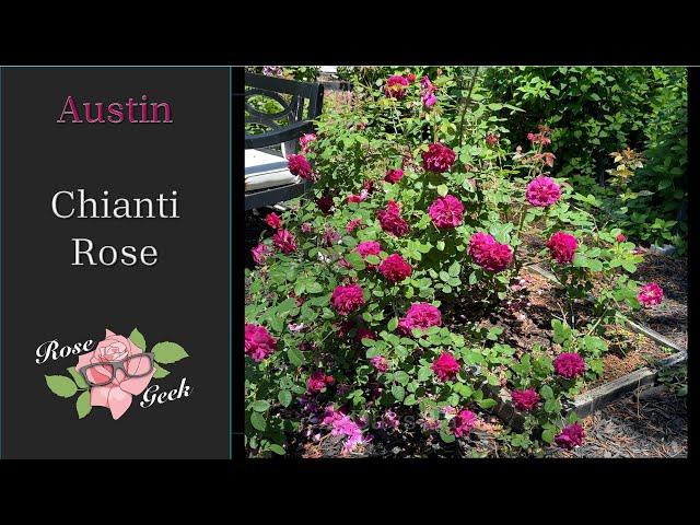 Chianti Rose / Red David Austin / Auswine/ One Time Bloomer / Zone 8a