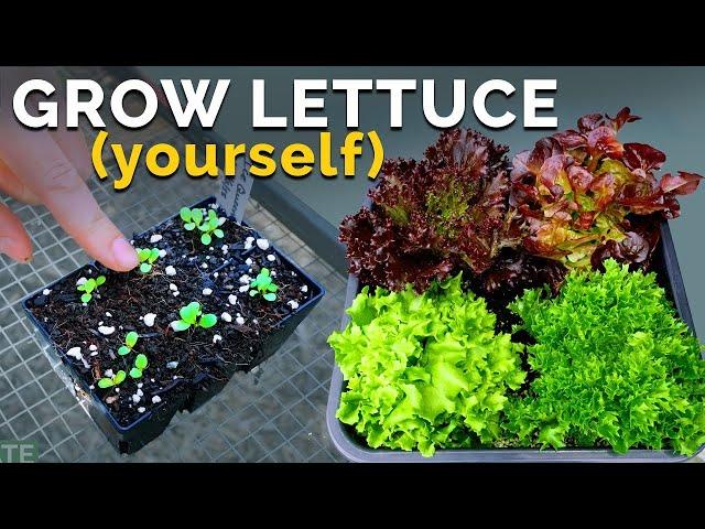 Growing Lettuce, From Seed to Harvest 