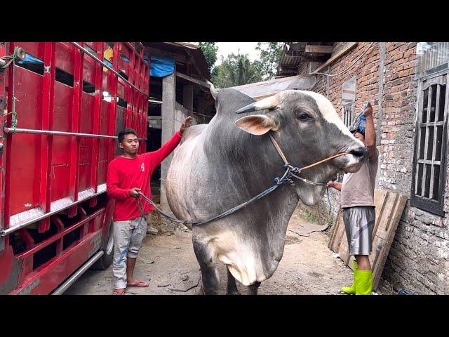 SAPI RAKSASA KELAS KONTES MENUJU KANDANG JURAGAN 