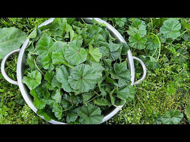 Kashmiri style sochal recipe|Mallow leaves recipe in kashmiri style|Quick and easy Sonchal recipe.