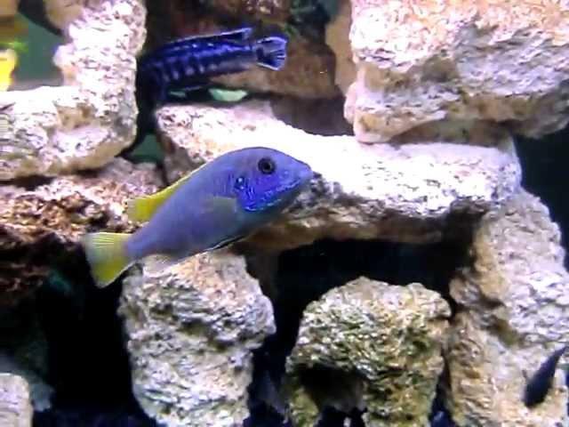 75 Gallon - Mixed African Cichlid Aquarium