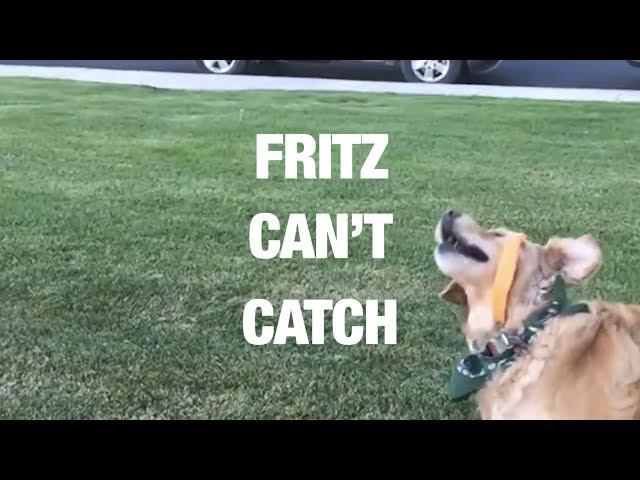 Hilarious Golden Retriever Can't Catch Food - Compilation 2017