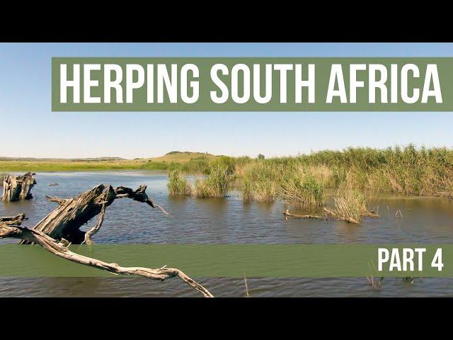Herping South Africa Part 4 - Potchefstroom