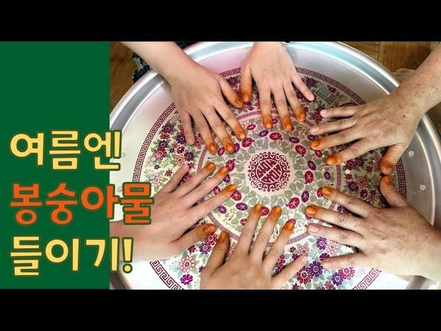 여름엔 봉숭아물 들이기! #손톱 #봉숭아물 #여름 #산골감나무집