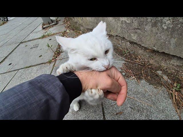 Angry White Cat that looks cute but Attacks and Bites when you touch it.