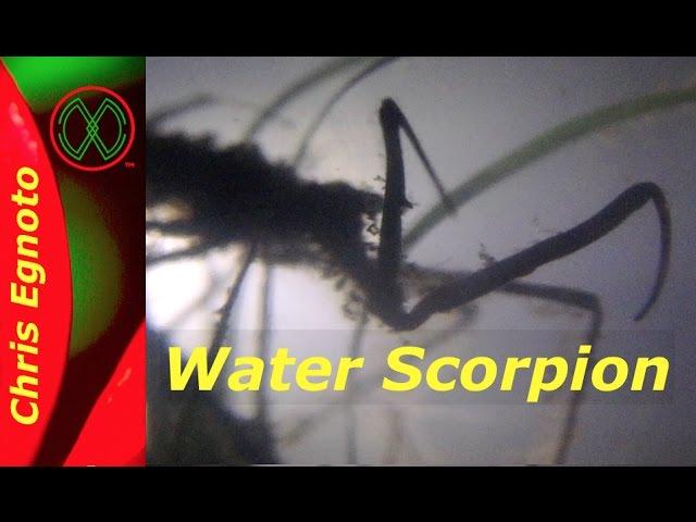 Water Scorpion - Monster in the Pond!