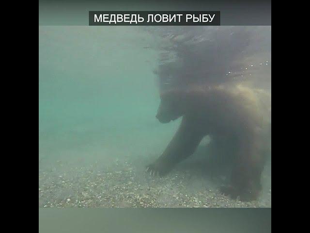 Медведь Ловит Рыбу