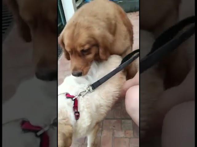 Red golden mating with white golden || mengawinkan anjing golden tipe amerika dengan english golden