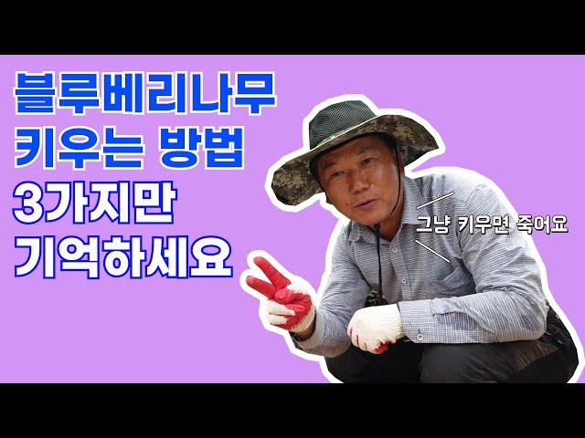 블루베리 나무 키우기 [키우기 전에 이 영상을 꼭 보세요.]