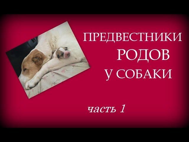 Предвестники родов у собаки. Наглядно. Часть 1.