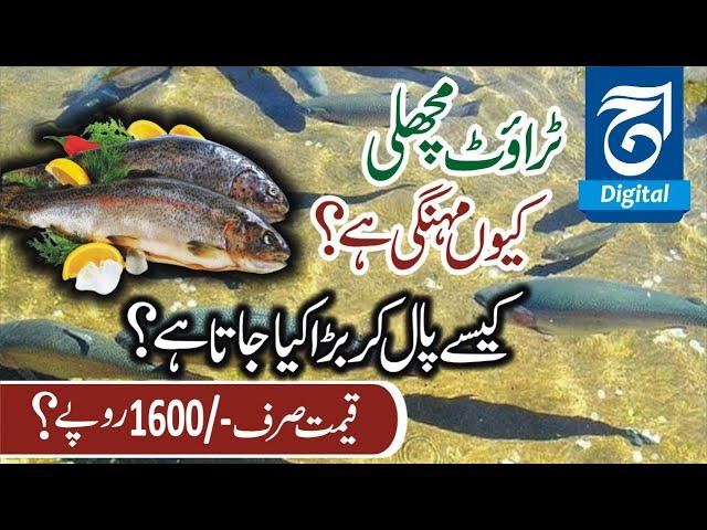 Naran Kaghan's most expensive Trout Fish | mission Trout | trout fish farm | Fida Adeel