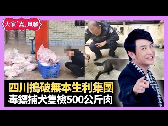 四川警方搗破無本生利集團 毒鏢捕犬隻檢500公斤肉 關口燒味平到難以置信 - LIVE 大家真瘋Show 梁思浩 李思蓓 Mandy 20221213 4K