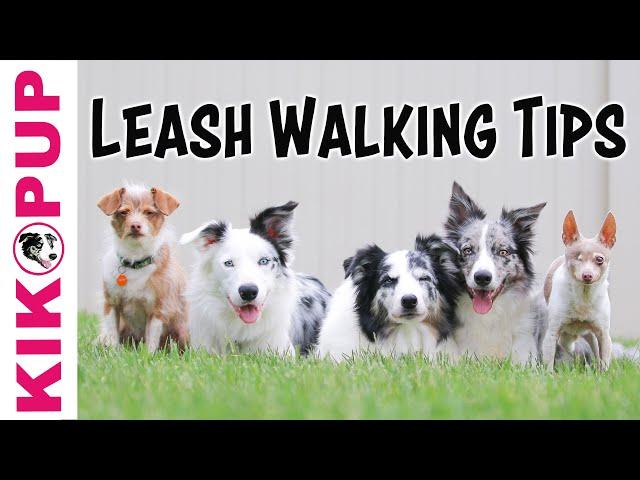 Loose Leash Walking TIPS