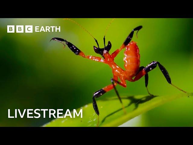  LIVE: One Hour of Amazing Insect Moments | BBC Earth