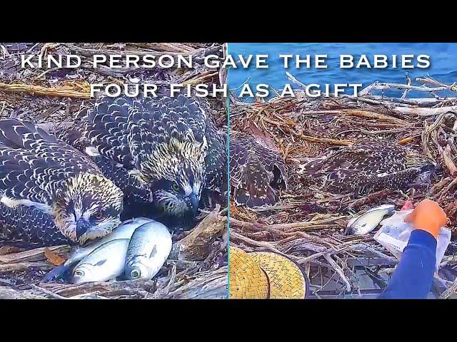 #224Osprey Nest／Port Lincoln Osprey Live Stream