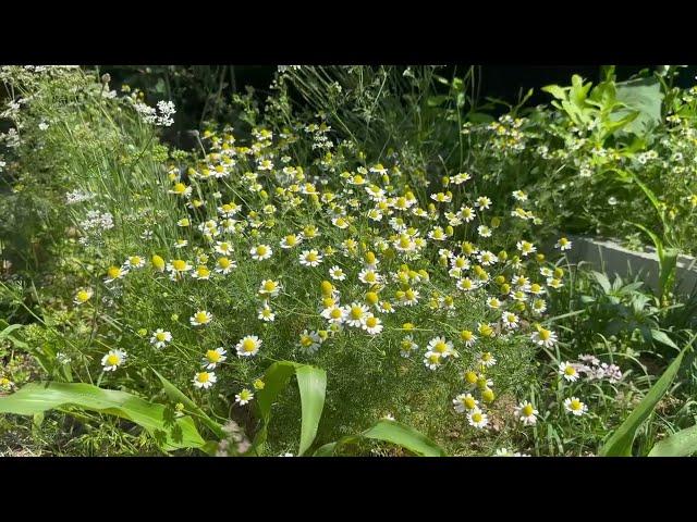 텃밭 재료로 상추 물김치를 담았어요| 라반딘 꽃 수확|vegetable gardening|상추 |물김치 |라벤더 |라반딘 추천|텃밭|상추전