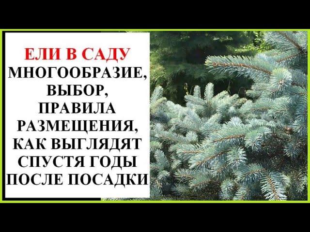 Хвойные в саду. Часть 1. Ели