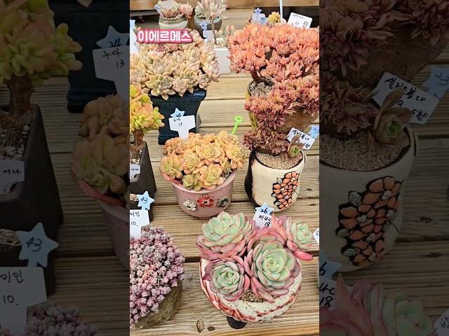 250513#야전님 010-2841-8420
