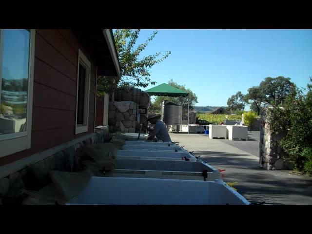 Punching down Cabernet Sauvignon- Harvest Moon Winery