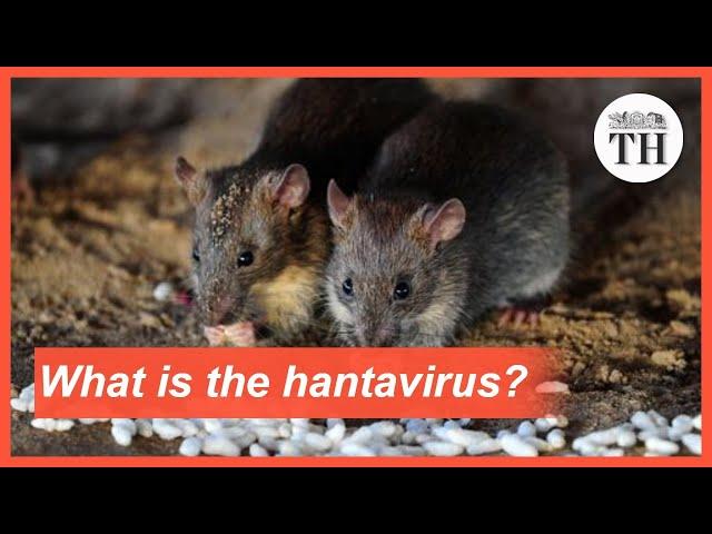 What is the hantavirus?