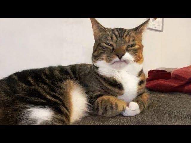 Cats are the best at making us laugh! Best CAT VIDEOS 2024