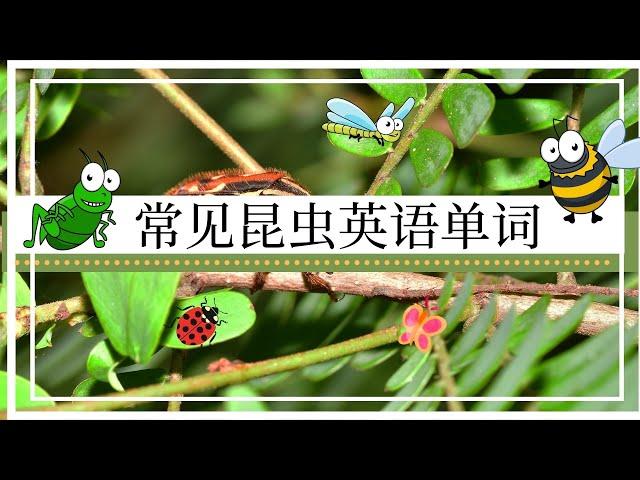 常见昆虫英语名称|昆蟲英語單詞