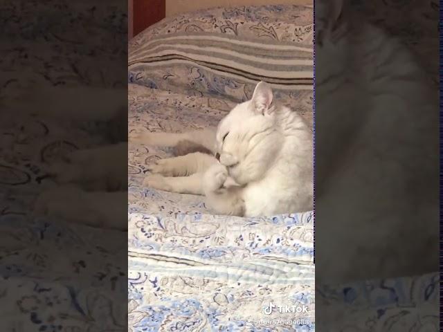  paws and claws